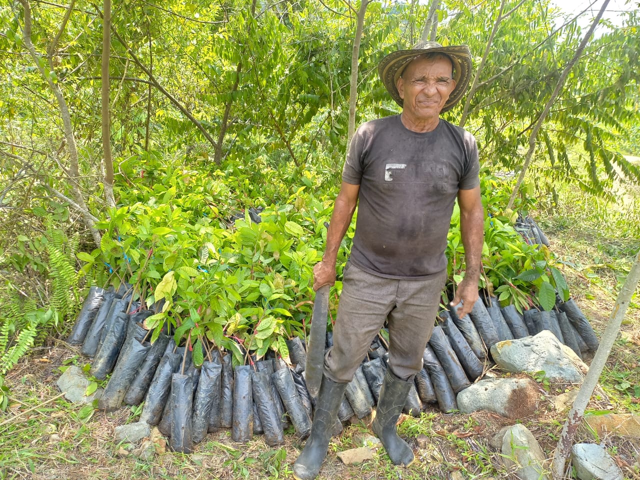 Entrega plántulas de cacao 11